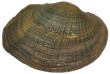 Epioblasma ahlstedti male outer