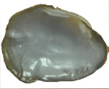 Epioblasma aureola female inner