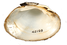 Epioblasma aureola male inner 