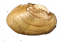 Epioblasma aureola male outer