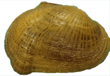 Epioblasma brevidens female outer