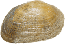 Epioblasma brevidens male outer