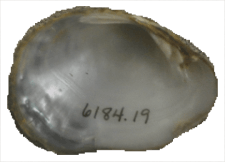 Epioblasma capsaeformis female inner