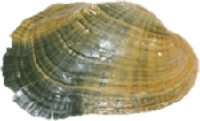 Epioblasma capsaeformis female outer
