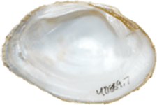 Epioblasma capsaeformis male inner 