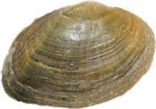Epioblasma capsaeformis male outer
