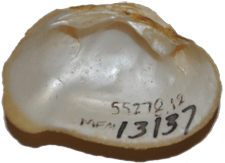 Epioblasma metastriata female inner