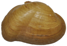 Epioblasma metastriata female outer