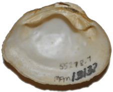 Epioblasma metastriata male inner 