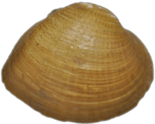 Epioblasma metastriata male outer