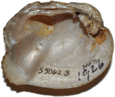 Epioblasma obliquata female inner