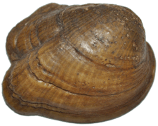 Epioblasma obliquata female outer