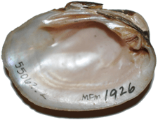 Epioblasma obliquata male inner 