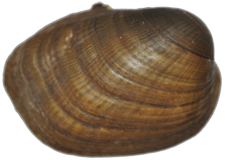 Epioblasma obliquata male outer