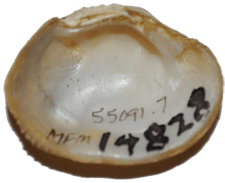 Epioblasma othcaloogensis female inner