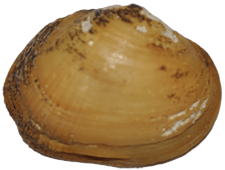 Epioblasma othcaloogensis female outer