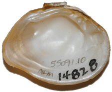 Epioblasma othcaloogensis male inner 