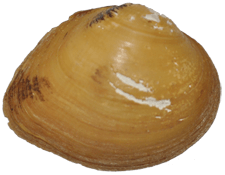 Epioblasma othcaloogensis male outer