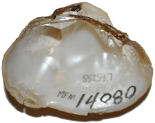 Epioblasma penita female inner