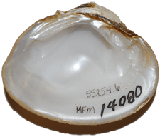 Epioblasma penita male inner 