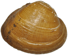 Epioblasma penita male outer