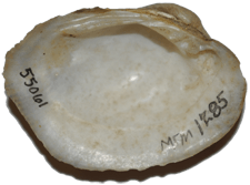 Epioblasma perobliqua female inner