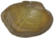 Epioblasma perobliqua female outer