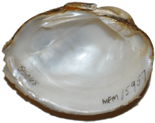Epioblasma perobliqua male inner 