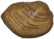 Epioblasma perobliqua male outer