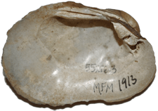 Epioblasma rangiana female inner