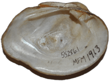 Epioblasma rangiana male inner 