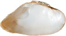Epioblasma triquetra female inner