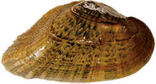 Epioblasma triquetra female outer