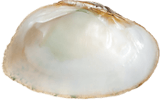 Epioblasma triquetra male inner 