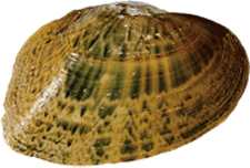 Epioblasma triquetra male outer