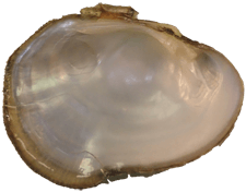 Epioblasma walkeri female inner