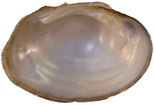 Epioblasma walkeri male inner 