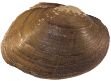 Epioblasma walkeri male outer