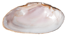 Eurynia dilatata