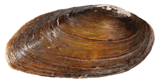 Eurynia dilatata
