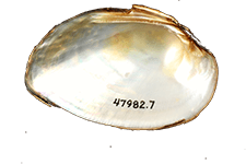 Fusconaia burkei