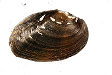 Fusconaia burkei