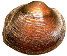 Fusconaia chunii