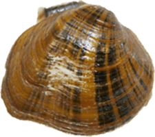 Fusconaia cor
