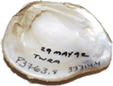Fusconaia cuneolus