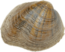 Fusconaia cuneolus