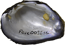 Fusconaia escambia