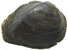 Fusconaia escambia
