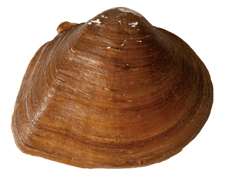 Fusconaia flava