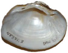 Fusconaia masoni